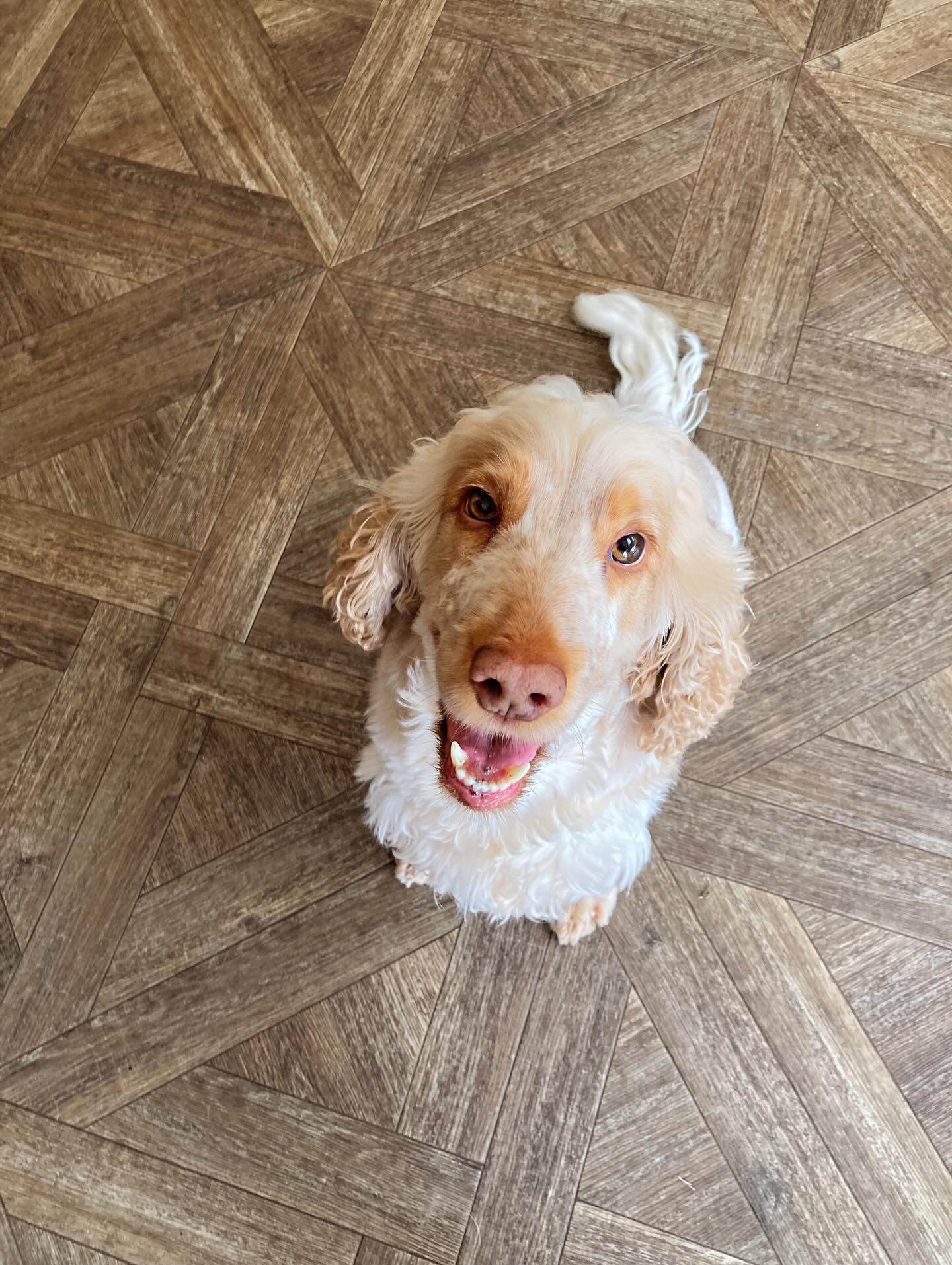 Bertie, a small tan-and-white dog, sitting calmly on a cosy rug beside a Little Hounds-branded treat jar, looking up at the camera with soft natural light from a nearby window.