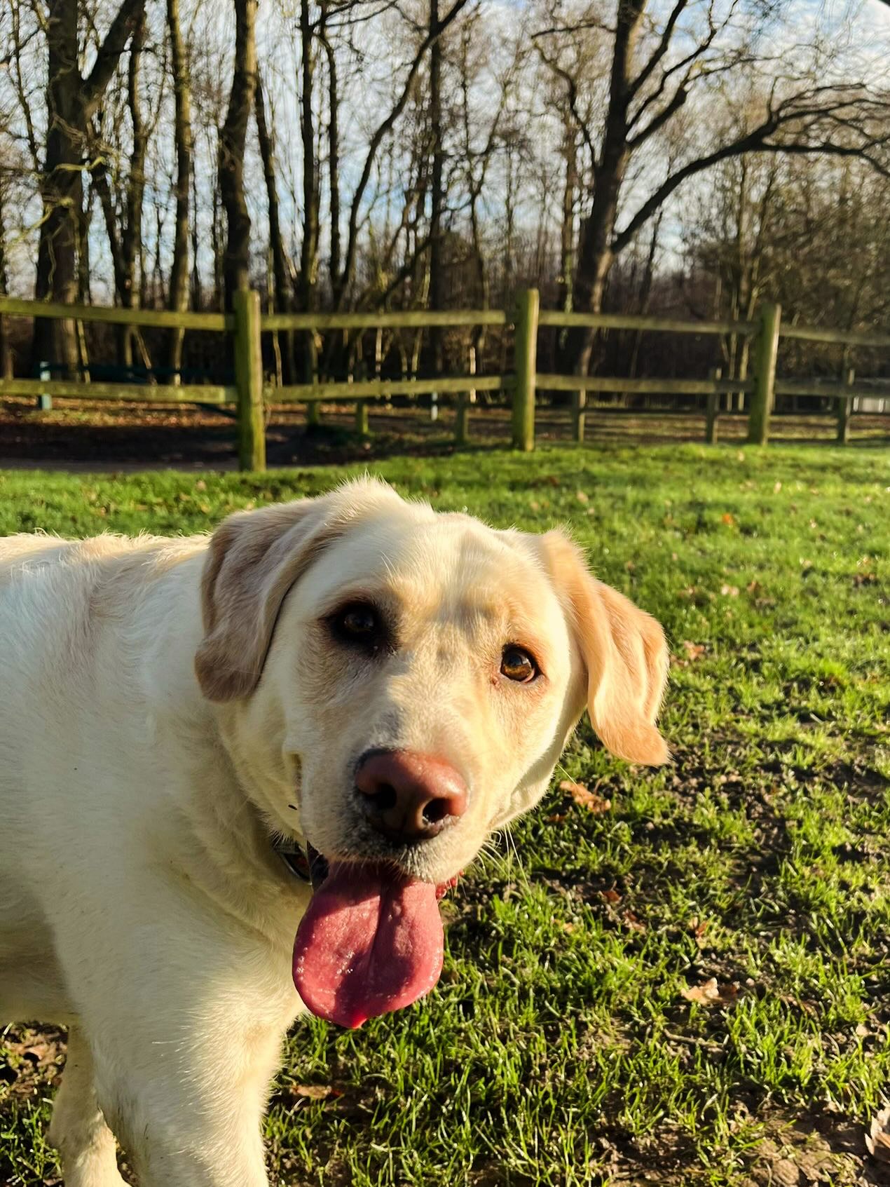 Poppy out walking on Penenden Heath with her tongue out. 